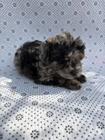 Bluey , a male Poodle - Toy  for sale in Lithia Springs, GA – Photo 1 of 3