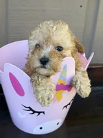 Lola, a female Poodle - Toy  for sale in Lithia Springs, GA – Photo 2 of 4