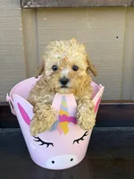 Lola, a female Poodle - Toy  for sale in Lithia Springs, GA – Photo 3 of 4