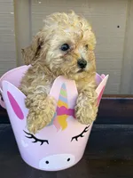 Lola, a female Poodle - Toy  for sale in Lithia Springs, GA – Photo 4 of 4