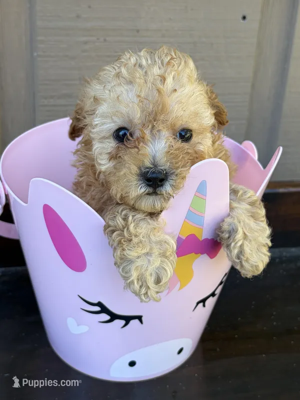 Lola – Poodle - Toy  puppy for sale in Lithia Springs, GA