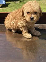 Lilly, a female Poodle - Toy  for sale in Lithia Springs, GA – Photo 4 of 4
