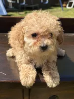 Lilly, a female Poodle - Toy  for sale in Lithia Springs, GA – Photo 2 of 4