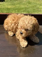 Lilly, a female Poodle - Toy  for sale in Lithia Springs, GA – Photo 3 of 4
