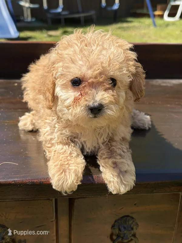 Lilly – Poodle - Toy  puppy for sale in Lithia Springs, GA