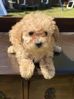 Lilly, a female Poodle - Toy  for sale in Lithia Springs, GA – Photo 1 of 4