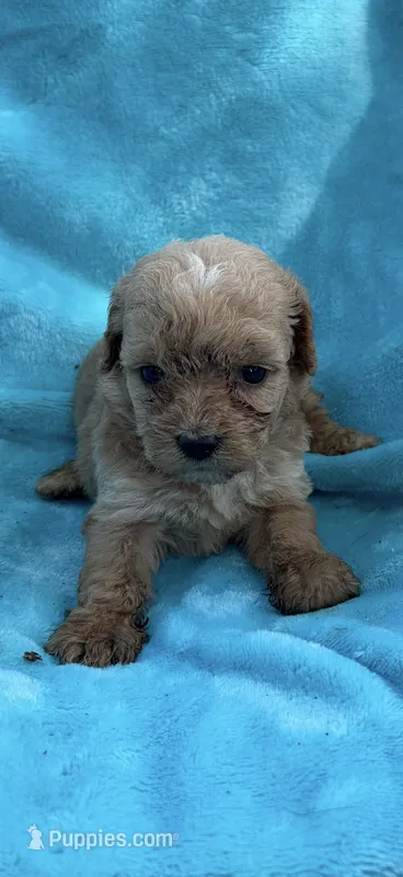 Lucas – Poodle - Toy  puppy for sale in Lithia Springs, GA