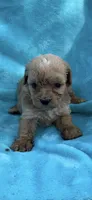 Lucas, a male Poodle - Toy  for sale in Lithia Springs, GA – 1 of 1