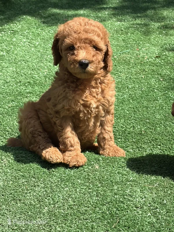 Vengi – Poodle - Miniature  puppy for sale in Lithia Springs, GA