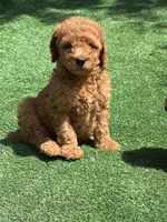 Vengi, a male Poodle - Miniature  for sale in Lithia Springs, GA – 1 of 3