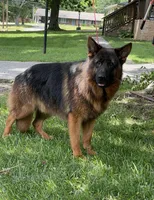 Lobo, a male German Shepherd Dog for sale in Lithia Springs, GA – 2 of 3