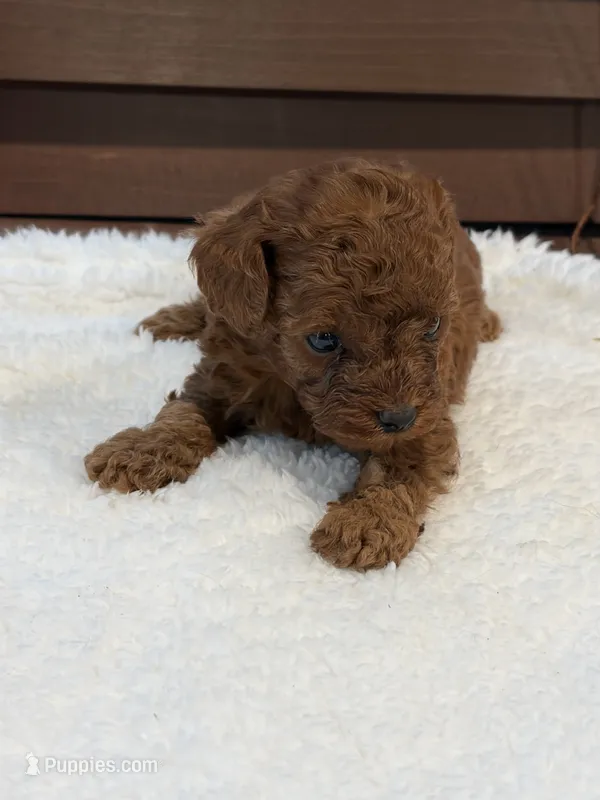 Rosy – Poodle - Toy  puppy for sale in Lithia Springs, GA
