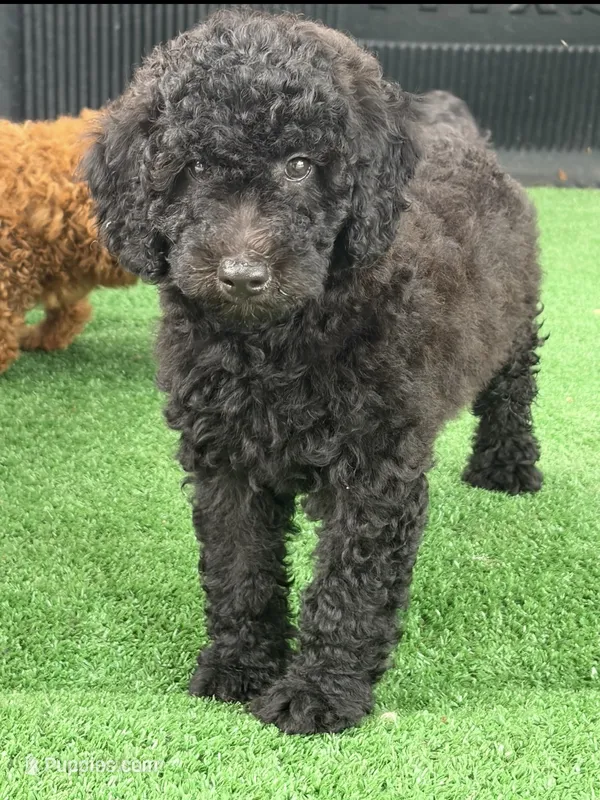 Sombra – Poodle - Miniature  puppy for sale in Lithia Springs, GA