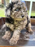 Galleta, a female Poodle - Toy  for sale in Lithia Springs, GA – 2 of 2