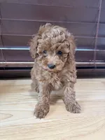 Sissy , a female Poodle - Toy  for sale in Lithia Springs, GA – Photo 3 of 3