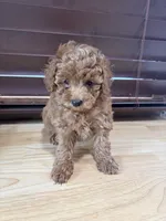 Sissy , a female Poodle - Toy  for sale in Lithia Springs, GA – Photo 2 of 3