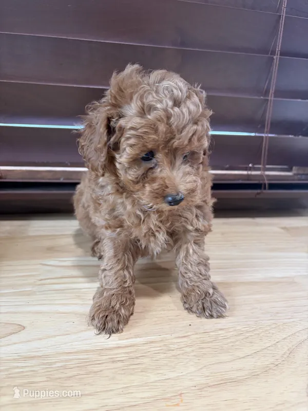 Sissy  – Poodle - Toy  puppy for sale in Lithia Springs, GA