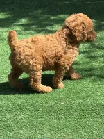 Vengi, a male Poodle - Miniature  for sale in Lithia Springs, GA – 3 of 3