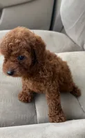 Niña, a female Poodle - Toy  for sale in Lithia Springs, GA – 3 of 3