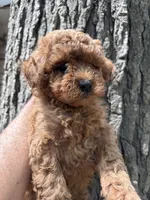 Choco, a male Poodle - Toy  for sale in Lithia Springs, GA – Photo 2 of 2