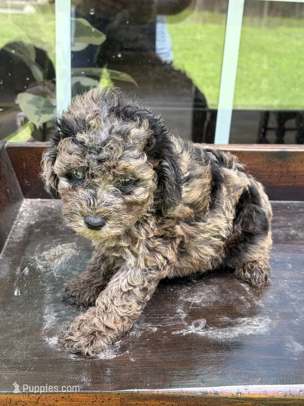Galleta – Poodle - Toy  puppy for sale in Lithia Springs, GA