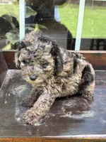 Galleta, a female Poodle - Toy  for sale in Lithia Springs, GA – 1 of 2