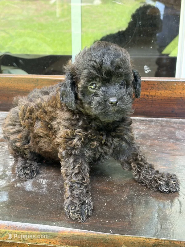 Brawny  – Poodle - Toy  puppy for sale in Lithia Springs, GA