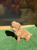 Chapis, a male Poodle - Toy  for sale in Lithia Springs, GA – 3 of 3