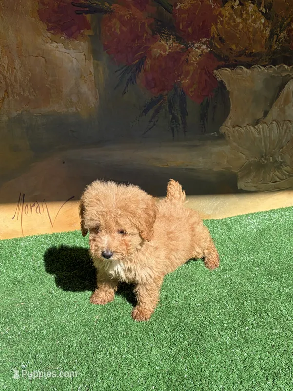 Chapis – Poodle - Toy  puppy for sale in Lithia Springs, GA