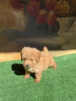 Chapis, a male Poodle - Toy  for sale in Lithia Springs, GA – 1 of 3