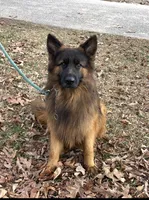 Zeke, a male German Shepherd Dog for sale in Lithia Springs, GA – Photo 2 of 2