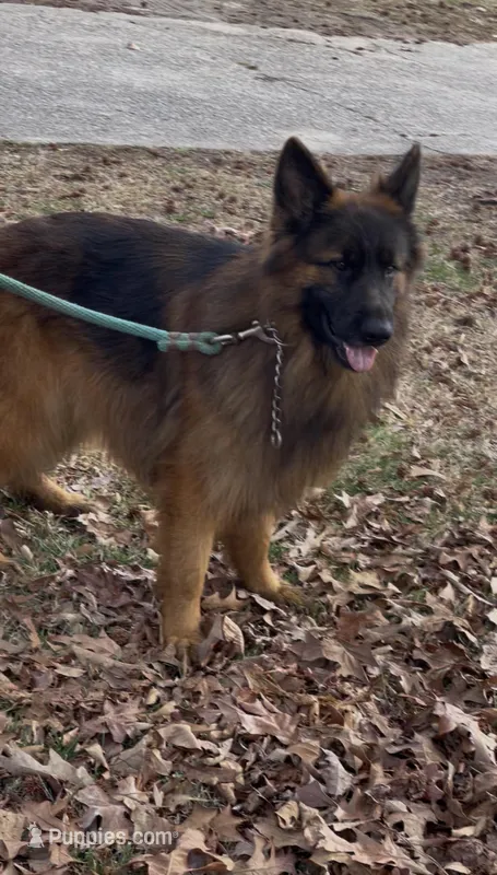 Zeke – German Shepherd Dog puppy for sale in Lithia Springs, GA
