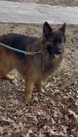 Zeke, a male German Shepherd Dog for sale in Lithia Springs, GA – Photo 1 of 2