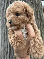 Champ , a male Poodle - Toy  for sale in Lithia Springs, GA – Photo 2 of 2