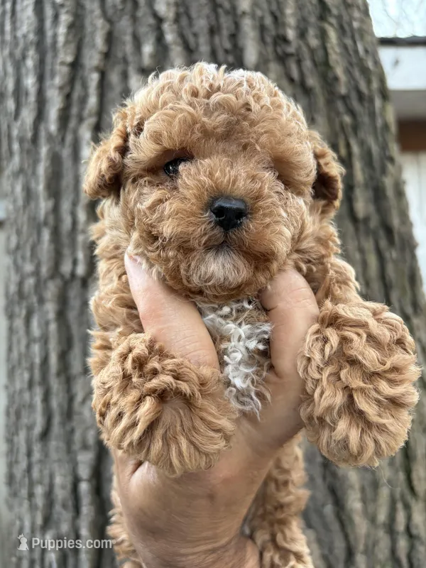 Champ , a male Poodle - Toy  for sale in Lithia Springs, GA – Photo 1 of 2