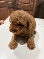 Nery, a male Poodle - Toy  for sale in Lithia Springs, GA – 3 of 3