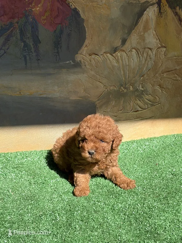 Pepe  – Poodle - Toy  puppy for sale in Lithia Springs, GA