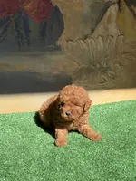 Pepe , a male Poodle - Toy  for sale in Lithia Springs, GA – 1 of 3