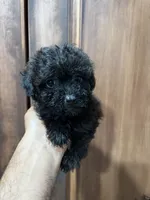 Capu , a female Poodle - Toy  for sale in Lithia Springs, GA – 3 of 4