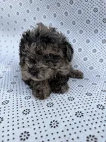 Bluey, a male Poodle - Toy  for sale in Lithia Springs, GA – Photo 1 of 3