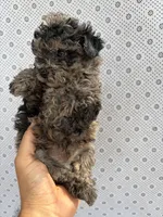 Bluey, a male Poodle - Toy  for sale in Lithia Springs, GA – Photo 2 of 3