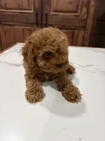 Nery, a male Poodle - Toy  for sale in Lithia Springs, GA – 2 of 3