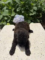 Brawny , a female Poodle - Toy  for sale in Lithia Springs, GA – 2 of 3