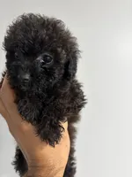 Capu , a female Poodle - Toy  for sale in Lithia Springs, GA – 4 of 4