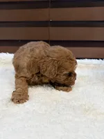 Rosy, a female Poodle - Toy  for sale in Lithia Springs, GA – 2 of 2