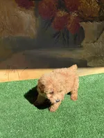 Chapis, a male Poodle - Toy  for sale in Lithia Springs, GA – 2 of 3