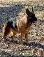 Lobo, a male German Shepherd Dog for sale in Lithia Springs, GA – 3 of 3