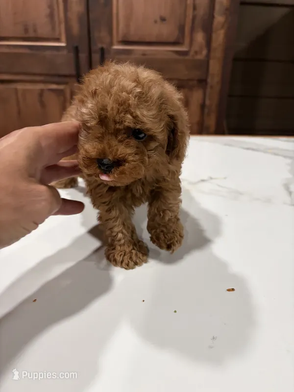 Nery – Poodle - Toy  puppy for sale in Lithia Springs, GA