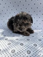 Bluey , a male Poodle - Toy  for sale in Lithia Springs, GA – Photo 2 of 3