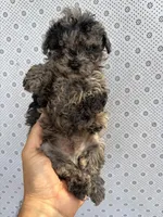 Bluey , a male Poodle - Toy  for sale in Lithia Springs, GA – Photo 3 of 3